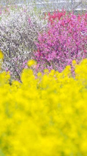 無料スマホ壁紙 紅白の花桃と菜の花。AndroidとiPhoneに対応した4K高画質の無料待ち受け画像。三重県伊勢市の三重県営サンアリーナ 花の広場で撮影したフリー写真素材