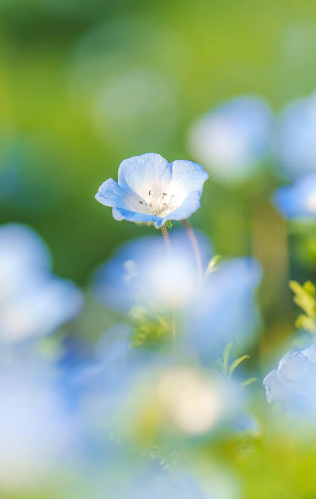 無料スマホ壁紙 ネモフィラと若草の共演。AndroidとiPhoneに対応した4K高画質の無料待ち受け画像。三重県伊勢市の三重県営サンアリーナ 花の広場で撮影したフリー写真素材