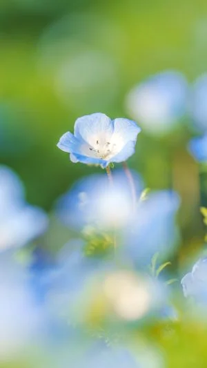 無料スマホ壁紙 ネモフィラと若草の共演。AndroidとiPhoneに対応した4K高画質の無料待ち受け画像。三重県伊勢市の三重県営サンアリーナ 花の広場で撮影したフリー写真素材
