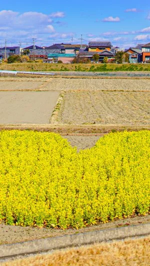 無料壁紙 木造の菜の花。PCとデスクトップ壁紙に最適な4K高画質の無料壁紙。三重県津市のハートの菜の花畑で撮影したフリー写真素材