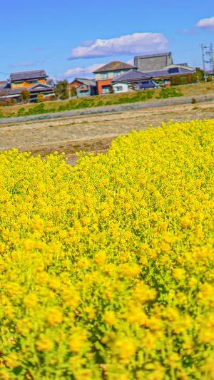 無料壁紙 ハートの菜の花の凹んでいるところをズームアップ！。PCとデスクトップ壁紙に最適な4K高画質の無料壁紙。三重県津市のハートの菜の花畑で撮影したフリー写真素材