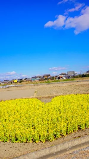 無料壁紙 田んぼにポツンと。PCとデスクトップ壁紙に最適な4K高画質の無料壁紙。三重県津市のハートの菜の花畑で撮影したフリー写真素材