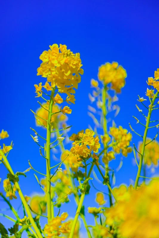 無料スマホ壁紙 菜の花と青空。AndroidとiPhoneに対応した4K高画質の無料待ち受け画像。三重県津市のハートの菜の花畑で撮影したフリー写真素材