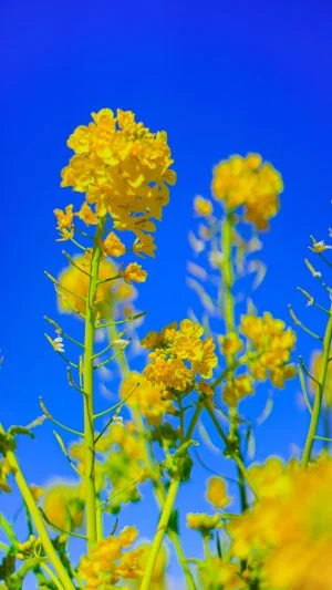 無料スマホ壁紙 菜の花と青空。AndroidとiPhoneに対応した4K高画質の無料待ち受け画像。三重県津市のハートの菜の花畑で撮影したフリー写真素材
