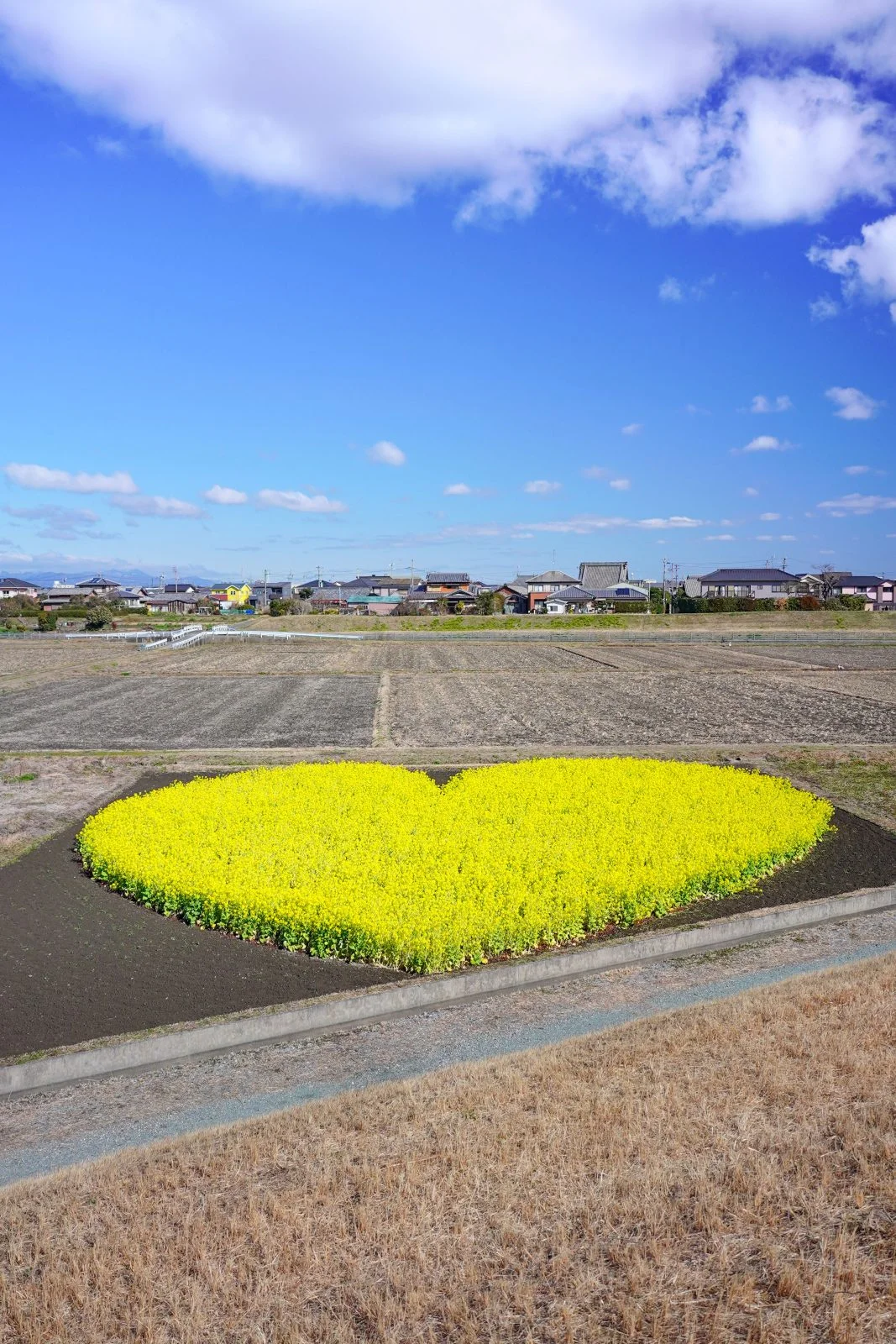 無料スマホ壁紙 ハッピーバレンタイン。AndroidとiPhoneに対応した4K高画質の無料待ち受け画像。三重県津市のハートの菜の花畑で撮影したフリー写真素材