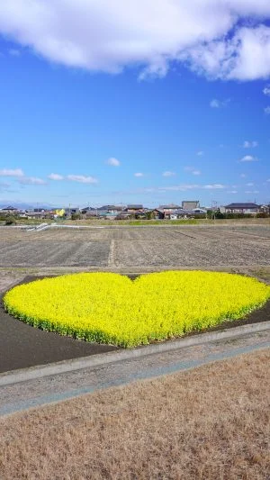 無料スマホ壁紙 ハッピーバレンタイン。AndroidとiPhoneに対応した4K高画質の無料待ち受け画像。三重県津市のハートの菜の花畑で撮影したフリー写真素材