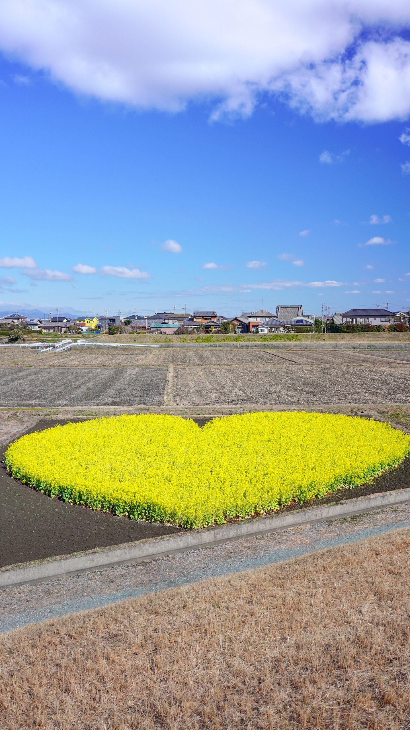 ハッピーバレンタイン(三重県津市・ハートの菜の花畑)
