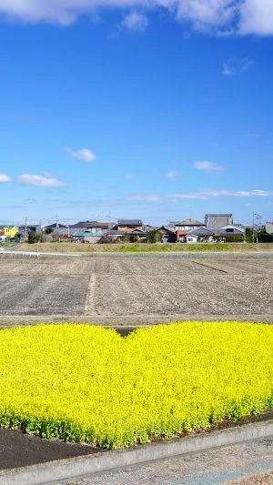 無料壁紙 冬の空とハートの菜の花畑。PCとデスクトップ壁紙に最適な4K高画質の無料壁紙。三重県津市のハートの菜の花畑で撮影したフリー写真素材