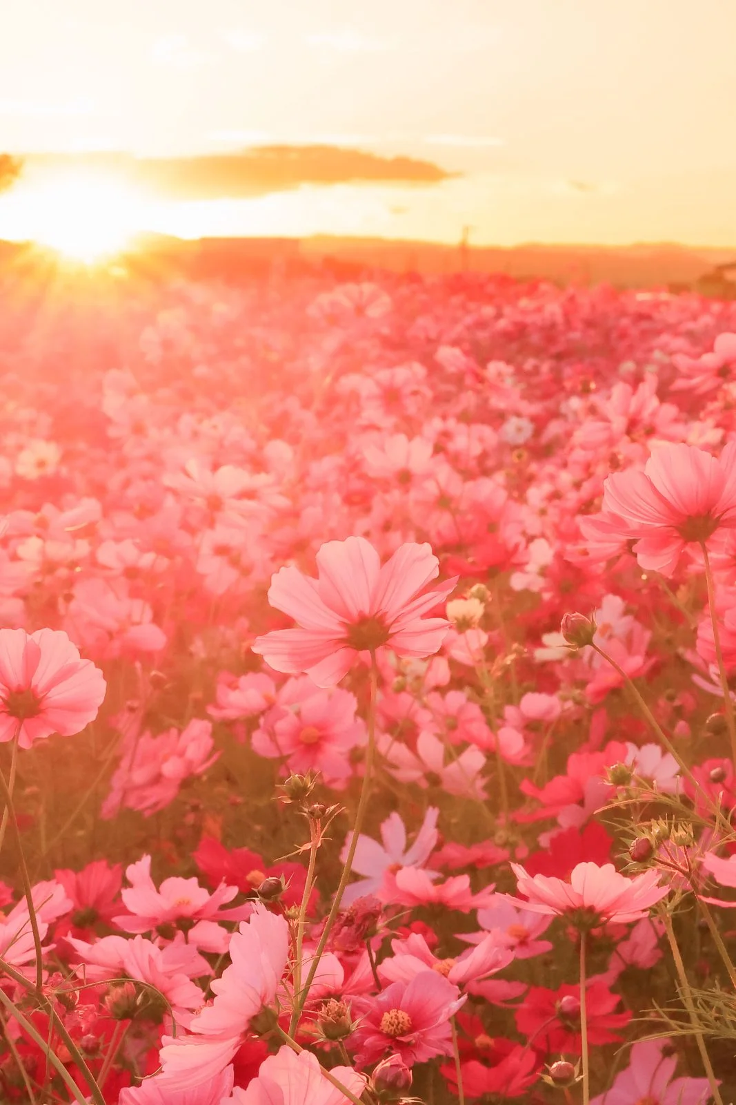 無料スマホ壁紙 エモい西陽とコスモス。AndroidとiPhoneに対応した4K高画質の無料待ち受け画像。三重県松阪市の星合町のコスモス畑で撮影したフリー写真素材