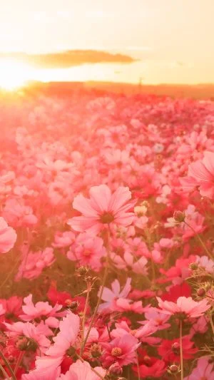 無料スマホ壁紙 エモい西陽とコスモス。AndroidとiPhoneに対応した4K高画質の無料待ち受け画像。三重県松阪市の星合町のコスモス畑で撮影したフリー写真素材