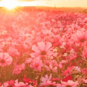 無料スマホ壁紙 エモい西陽とコスモス。AndroidとiPhoneに対応した4K高画質の無料待ち受け画像。三重県松阪市の星合町のコスモス畑で撮影したフリー写真素材