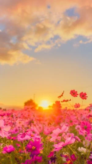 無料スマホ壁紙 夕焼けに照らされるコスモス。AndroidとiPhoneに対応した4K高画質の無料待ち受け画像。三重県松阪市の星合町のコスモス畑で撮影したフリー写真素材