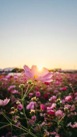 無料スマホ壁紙 夕陽に照らされる一輪のコスモス。AndroidとiPhoneに対応した4K高画質の無料待ち受け画像。三重県松阪市の星合町のコスモス畑で撮影したフリー写真素材