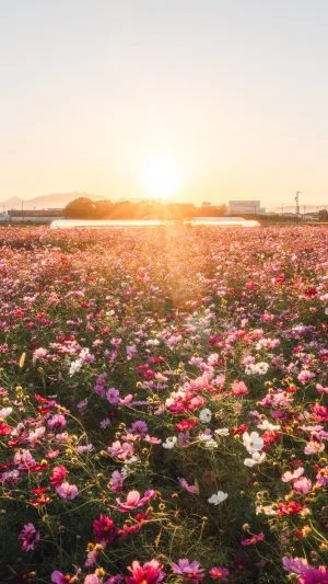 無料スマホ壁紙 夕陽を浴びるコスモス。AndroidとiPhoneに対応した4K高画質の無料待ち受け画像。三重県松阪市の星合町のコスモス畑で撮影したフリー写真素材