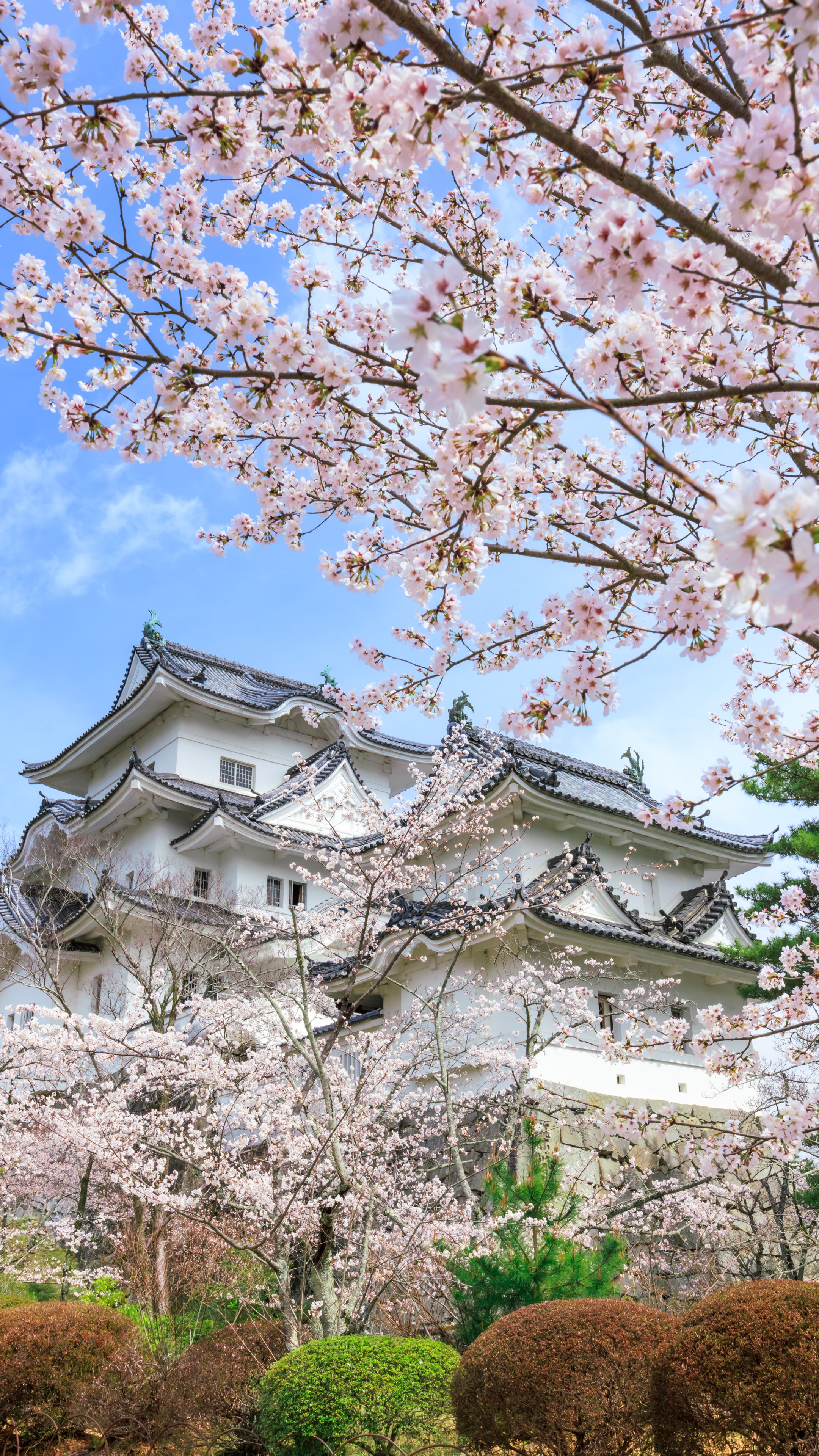 無料スマホ壁紙 桜舞う伊賀上野城。AndroidとiPhoneに対応した4K高画質の無料待ち受け画像。三重県伊賀市の伊賀上野城で撮影したフリー写真素材