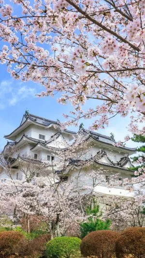 無料スマホ壁紙 桜舞う伊賀上野城。AndroidとiPhoneに対応した4K高画質の無料待ち受け画像。三重県伊賀市の伊賀上野城で撮影したフリー写真素材