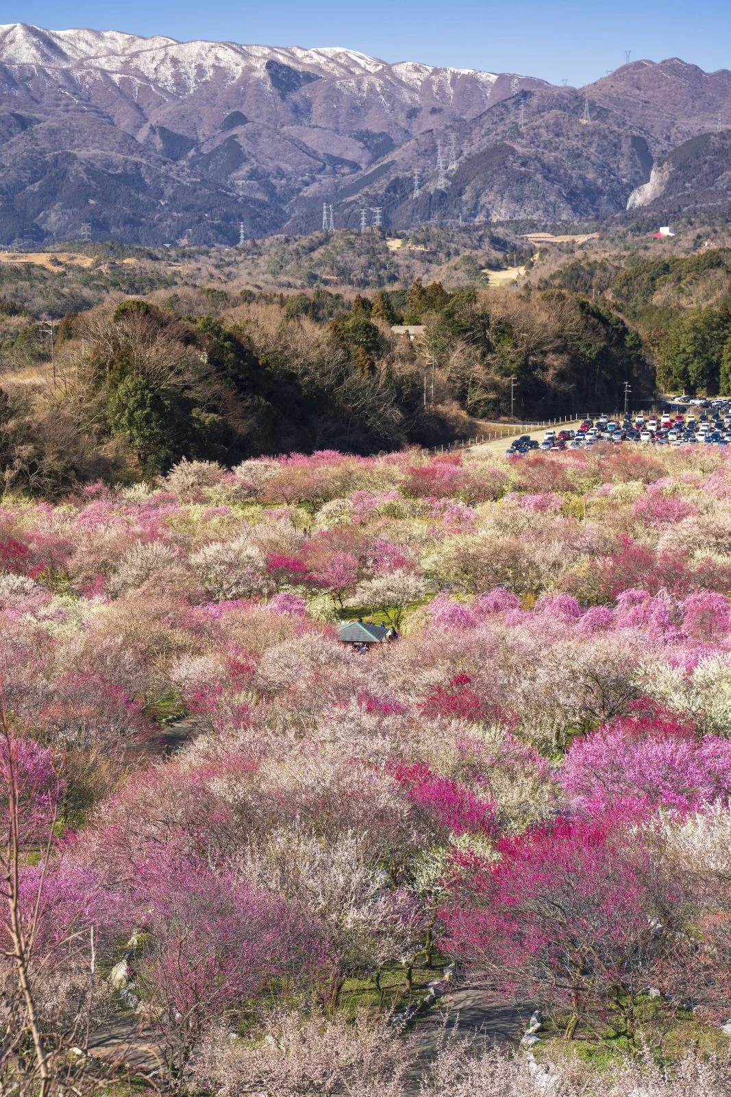 無料スマホ壁紙 鈴鹿山脈と梅林。AndroidとiPhoneに対応した4K高画質の無料待ち受け画像。三重県いなべ市のいなべ市農業公園（梅林公園）で撮影したフリー写真素材