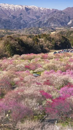 無料スマホ壁紙 鈴鹿山脈と梅林。AndroidとiPhoneに対応した4K高画質の無料待ち受け画像。三重県いなべ市のいなべ市農業公園（梅林公園）で撮影したフリー写真素材