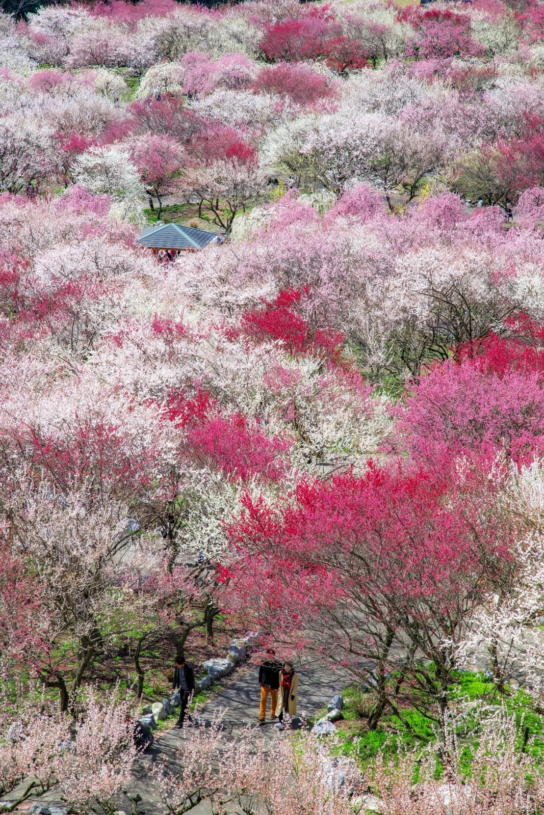 無料スマホ壁紙 梅林公園を歩く人。AndroidとiPhoneに対応した4K高画質の無料待ち受け画像。三重県いなべ市のいなべ市農業公園（梅林公園）で撮影したフリー写真素材