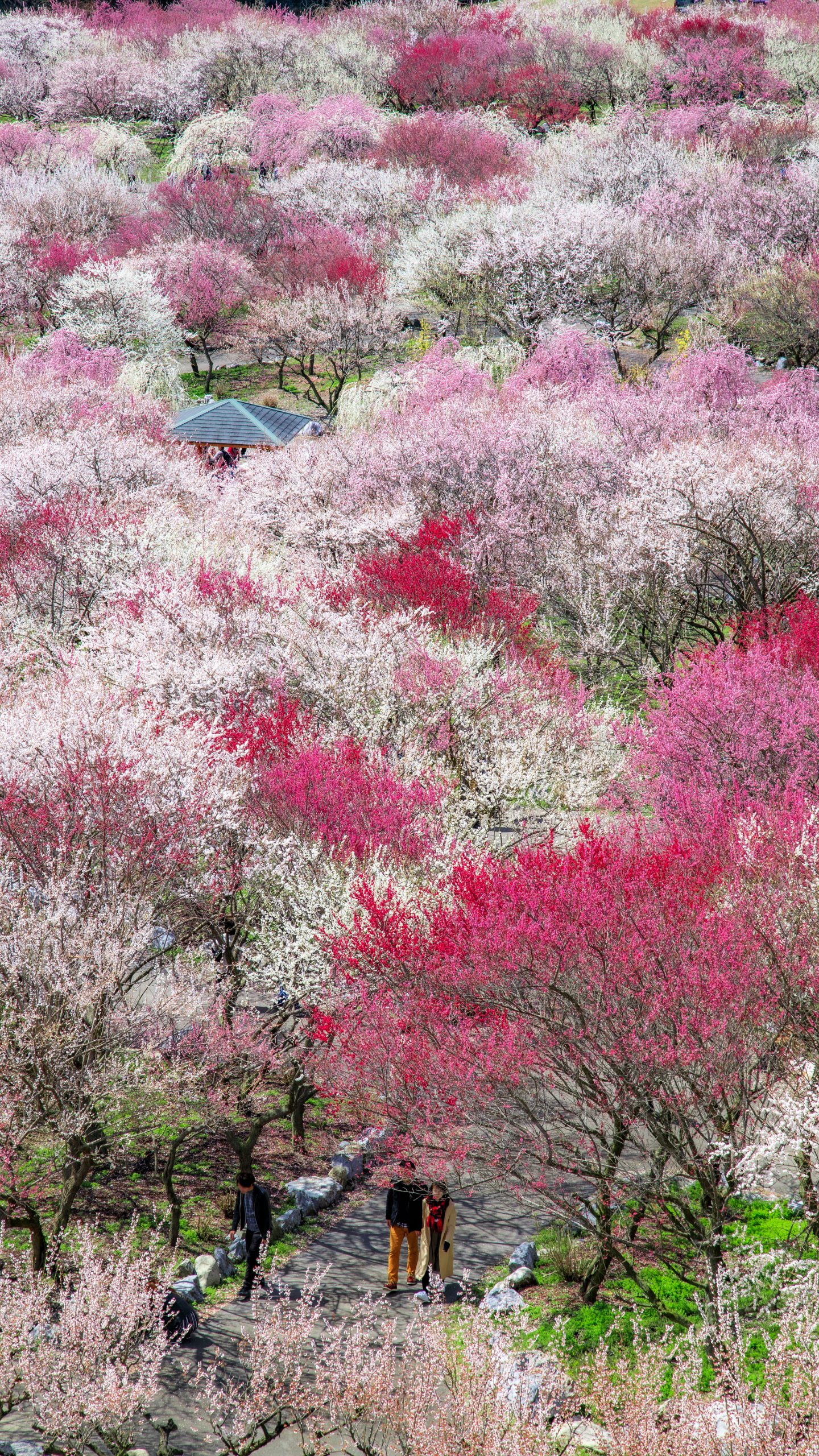無料スマホ壁紙 梅林公園を歩く人。AndroidとiPhoneに対応した4K高画質の無料待ち受け画像。三重県いなべ市のいなべ市農業公園(梅林公園)で撮影したフリー写真素材