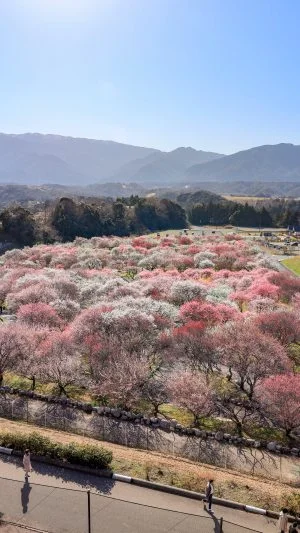 無料スマホ壁紙 梅林公園の全体。AndroidとiPhoneに対応した4K高画質の無料待ち受け画像。三重県いなべ市のいなべ市農業公園（梅林公園）で撮影したフリー写真素材