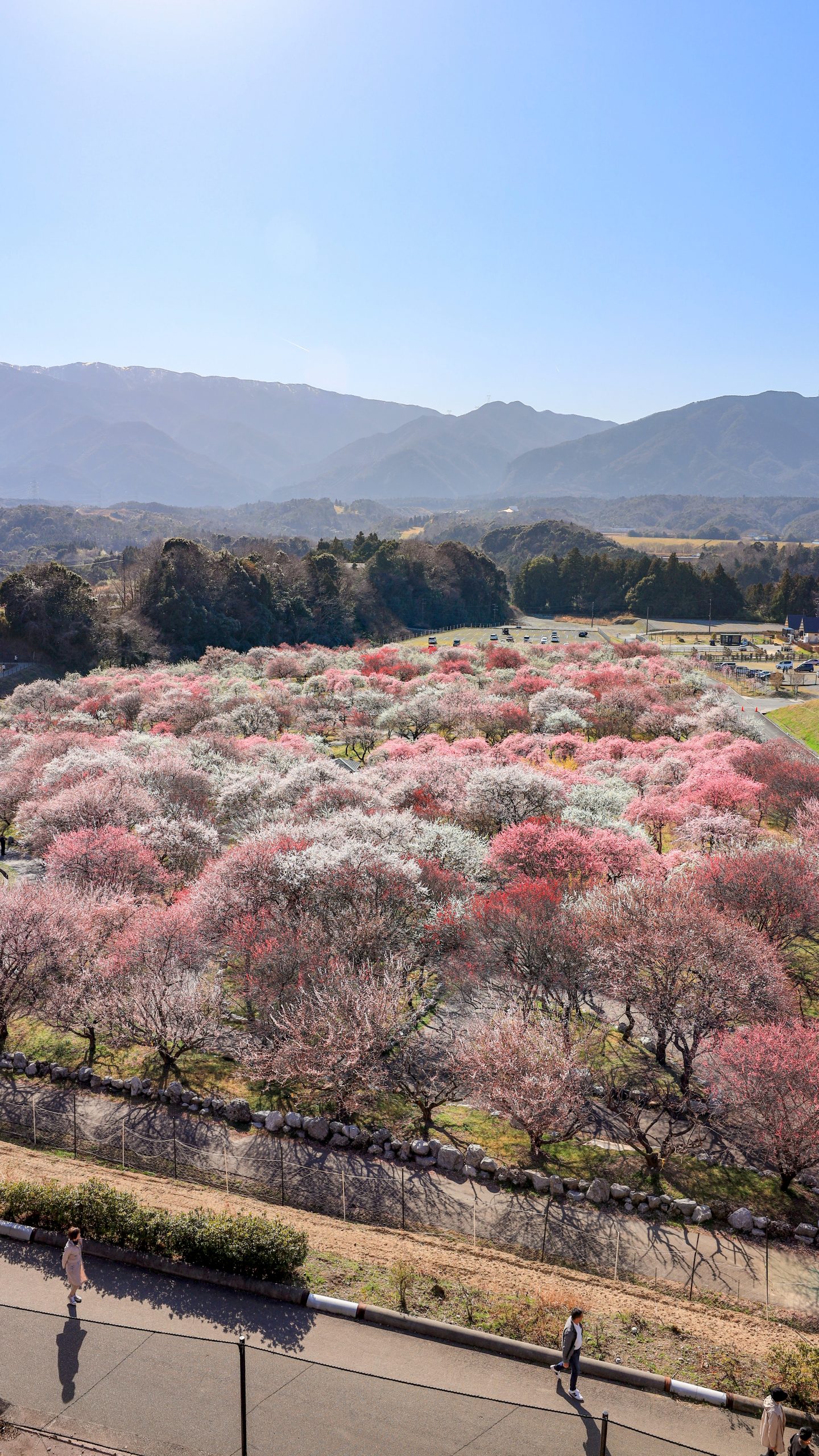 梅林公園の全体(三重県いなべ市・いなべ市農業公園(梅林公園))
