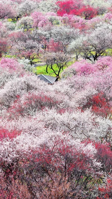 無料壁紙 見頃を迎えた梅林公園。PCとデスクトップ壁紙に最適な4K高画質の無料壁紙。三重県いなべ市のいなべ市農業公園（梅林公園）で撮影したフリー写真素材