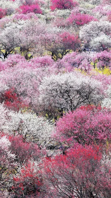 無料壁紙 展望台から眺める紅白の梅。PCとデスクトップ壁紙に最適な4K高画質の無料壁紙。三重県いなべ市のいなべ市農業公園（梅林公園）で撮影したフリー写真素材