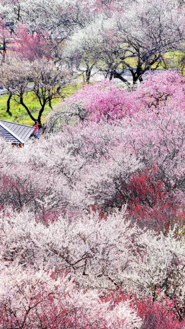 咲き乱れる紅白の梅（三重県いなべ市・いなべ市農業公園（梅林公園））