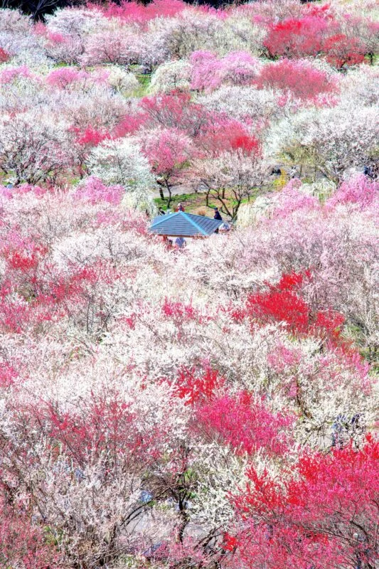 まるで桃源郷の梅林園