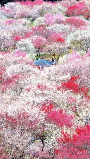 運気が上がる待ち受け まるで桃源郷の梅林園。AndroidとiPhoneに対応した4K高画質の無料スマホ壁紙。三重県いなべ市のいなべ市農業公園（梅林公園）で撮影したフリー写真素材