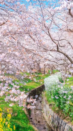 無料壁紙 春爛漫。PCとデスクトップ壁紙に最適な4K高画質の無料壁紙。三重県鈴鹿市の石垣池公園で撮影したフリー写真素材