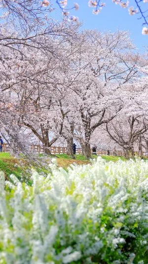 無料壁紙 雪柳並木が続く公園。PCとデスクトップ壁紙に最適な4K高画質の無料壁紙。三重県鈴鹿市の石垣池公園で撮影したフリー写真素材