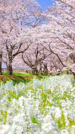 無料スマホ壁紙 桜並木と雪柳の春景色。AndroidとiPhoneに対応した4K高画質の無料待ち受け画像。三重県鈴鹿市の石垣池公園で撮影したフリー写真素材