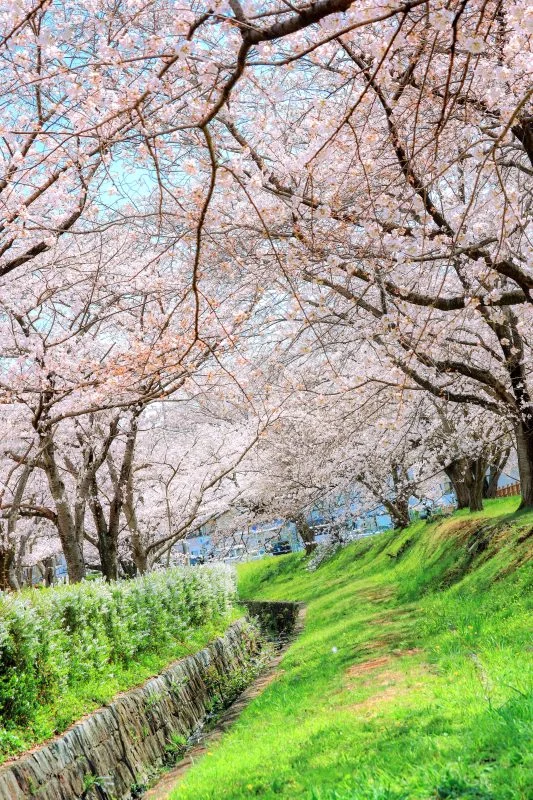 無料スマホ壁紙 桜並木と芝生と雪柳。AndroidとiPhoneに対応した4K高画質の無料待ち受け画像。三重県鈴鹿市の石垣池公園で撮影したフリー写真素材
