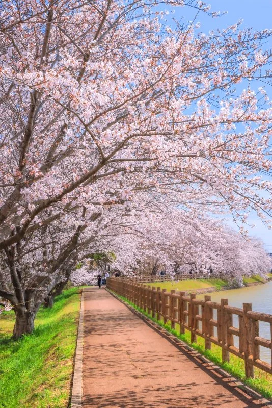 無料スマホ壁紙 約1kmの遊歩道。AndroidとiPhoneに対応した4K高画質の無料待ち受け画像。三重県鈴鹿市の石垣池公園で撮影したフリー写真素材