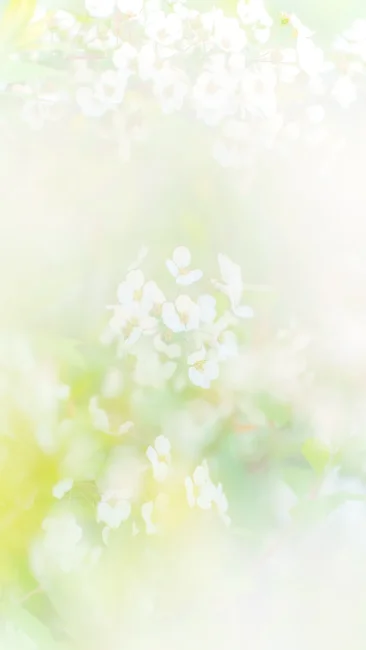 無料スマホ壁紙 淡い雪柳。AndroidとiPhoneに対応した4K高画質の無料待ち受け画像。三重県鈴鹿市の石垣池公園で撮影したフリー写真素材