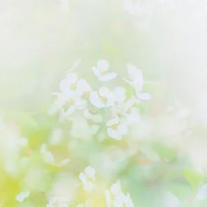 無料スマホ壁紙 淡い雪柳。AndroidとiPhoneに対応した4K高画質の無料待ち受け画像。三重県鈴鹿市の石垣池公園で撮影したフリー写真素材