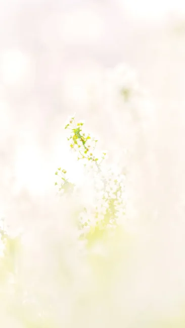 無料スマホ壁紙 そよ風に揺れる雪柳。AndroidとiPhoneに対応した4K高画質の無料待ち受け画像。三重県鈴鹿市の石垣池公園で撮影したフリー写真素材