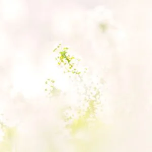 無料スマホ壁紙 そよ風に揺れる雪柳。AndroidとiPhoneに対応した4K高画質の無料待ち受け画像。三重県鈴鹿市の石垣池公園で撮影したフリー写真素材