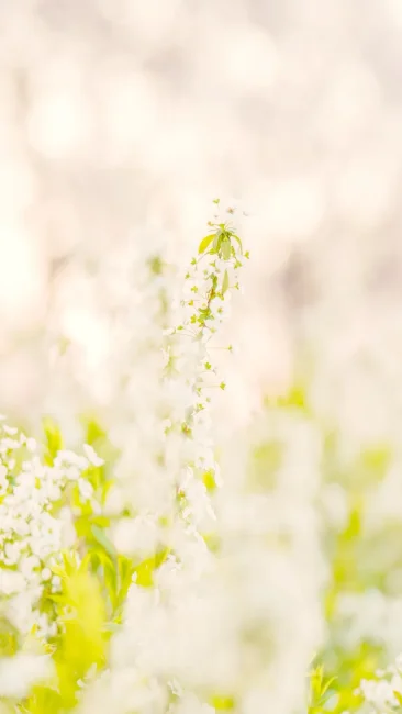 無料スマホ壁紙 夕暮れの雪柳。AndroidとiPhoneに対応した4K高画質の無料待ち受け画像。三重県鈴鹿市の石垣池公園で撮影したフリー写真素材