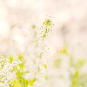 無料スマホ壁紙 夕暮れの雪柳。AndroidとiPhoneに対応した4K高画質の無料待ち受け画像。三重県鈴鹿市の石垣池公園で撮影したフリー写真素材