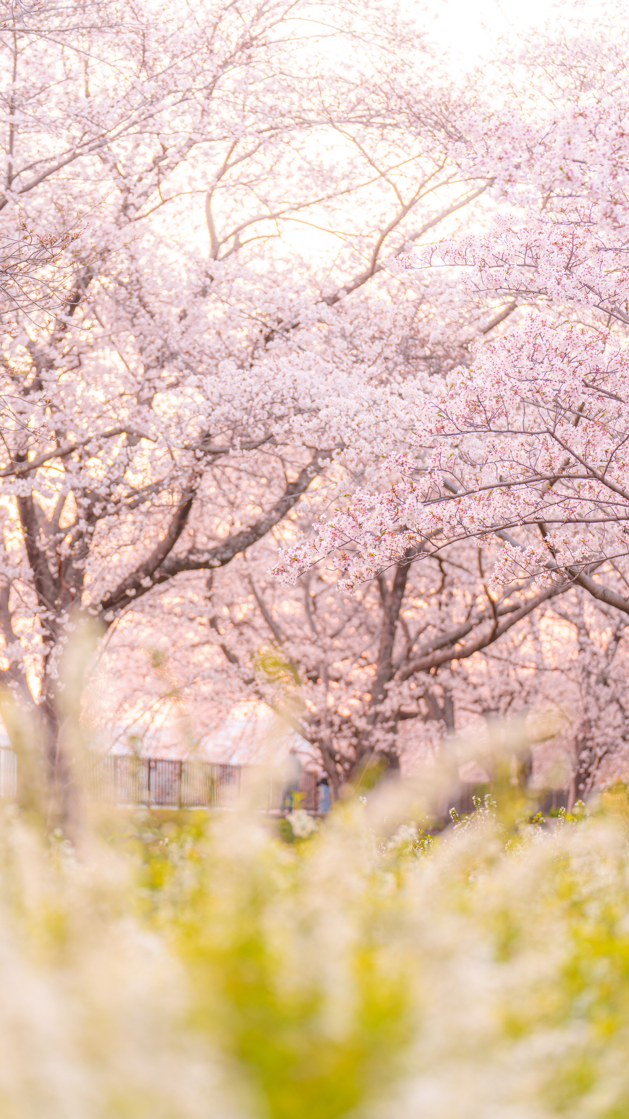 無料スマホ壁紙 夕暮れの雪柳と桜並木。AndroidとiPhoneに対応した4K高画質の無料待ち受け画像。三重県鈴鹿市の石垣池公園で撮影したフリー写真素材