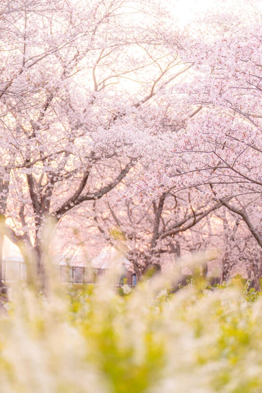 無料スマホ壁紙 夕暮れの雪柳と桜並木。AndroidとiPhoneに対応した4K高画質の無料待ち受け画像。三重県鈴鹿市の石垣池公園で撮影したフリー写真素材