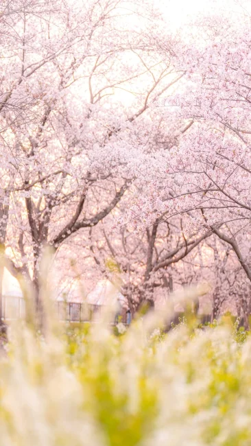 無料スマホ壁紙 夕暮れの雪柳と桜並木。AndroidとiPhoneに対応した4K高画質の無料待ち受け画像。三重県鈴鹿市の石垣池公園で撮影したフリー写真素材