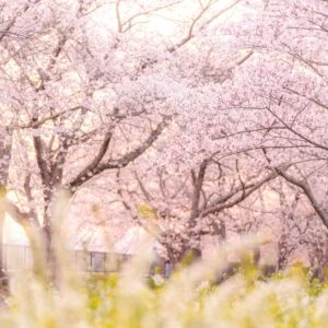 無料スマホ壁紙 夕暮れの雪柳と桜並木。AndroidとiPhoneに対応した4K高画質の無料待ち受け画像。三重県鈴鹿市の石垣池公園で撮影したフリー写真素材