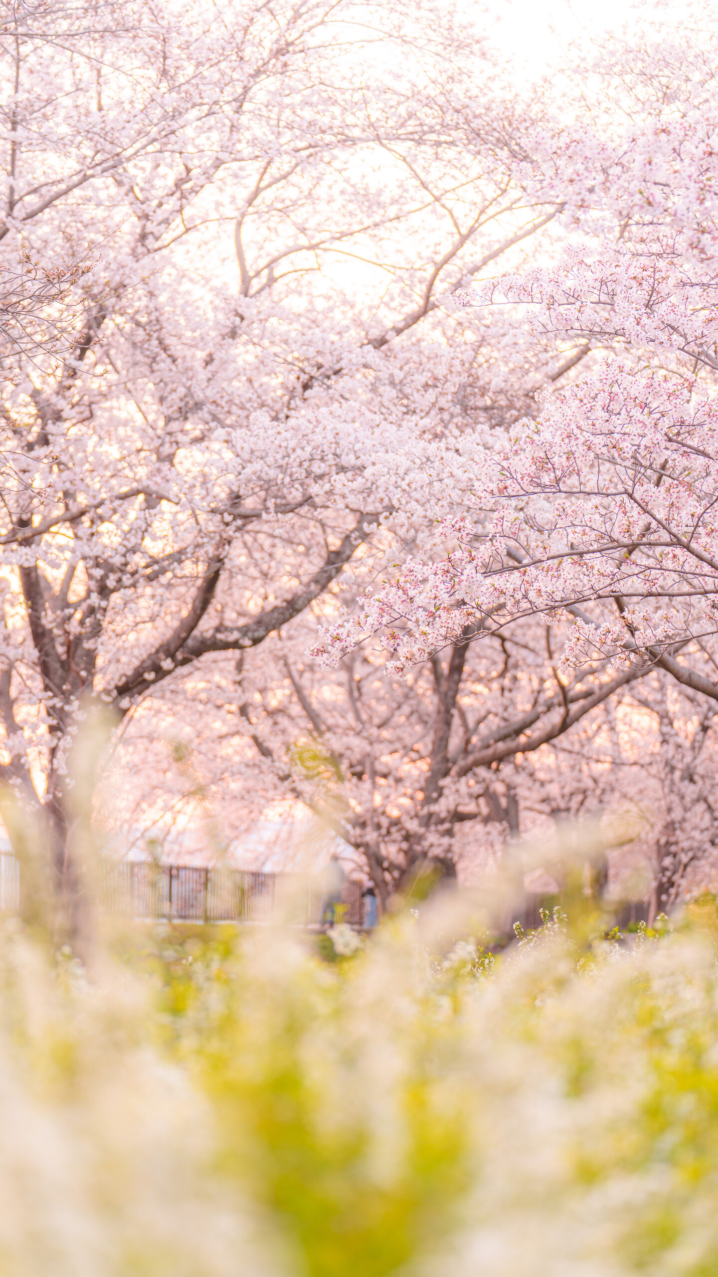 夕暮れの雪柳と桜並木(三重県鈴鹿市・石垣池公園)