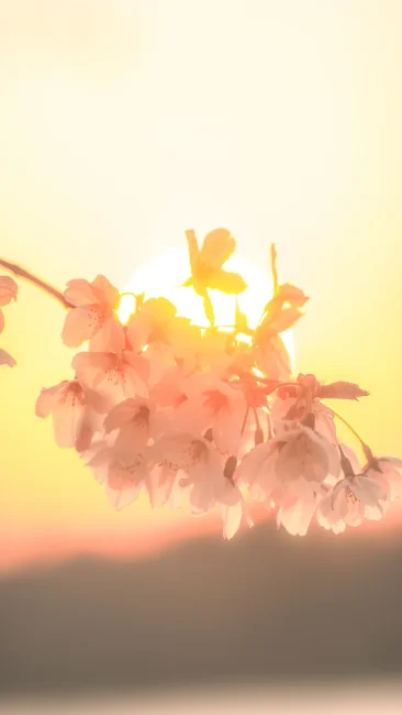 無料スマホ壁紙 夕陽と桜。AndroidとiPhoneに対応した4K高画質の無料待ち受け画像。三重県鈴鹿市の石垣池公園で撮影したフリー写真素材