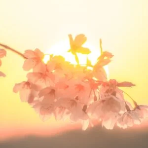 無料スマホ壁紙 夕陽と桜。AndroidとiPhoneに対応した4K高画質の無料待ち受け画像。三重県鈴鹿市の石垣池公園で撮影したフリー写真素材