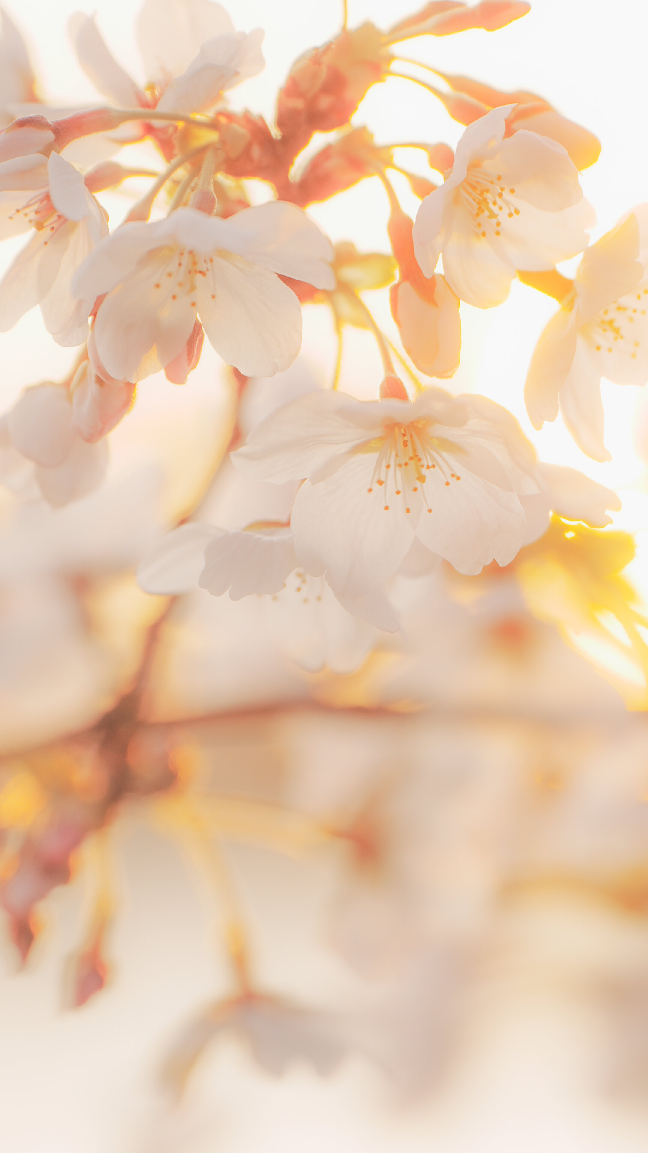 無料スマホ壁紙 夕陽に照らされる桜。AndroidとiPhoneに対応した4K高画質の無料待ち受け画像。三重県鈴鹿市の石垣池公園で撮影したフリー写真素材